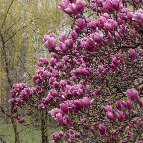 Magnolia magnolia tree in bloom