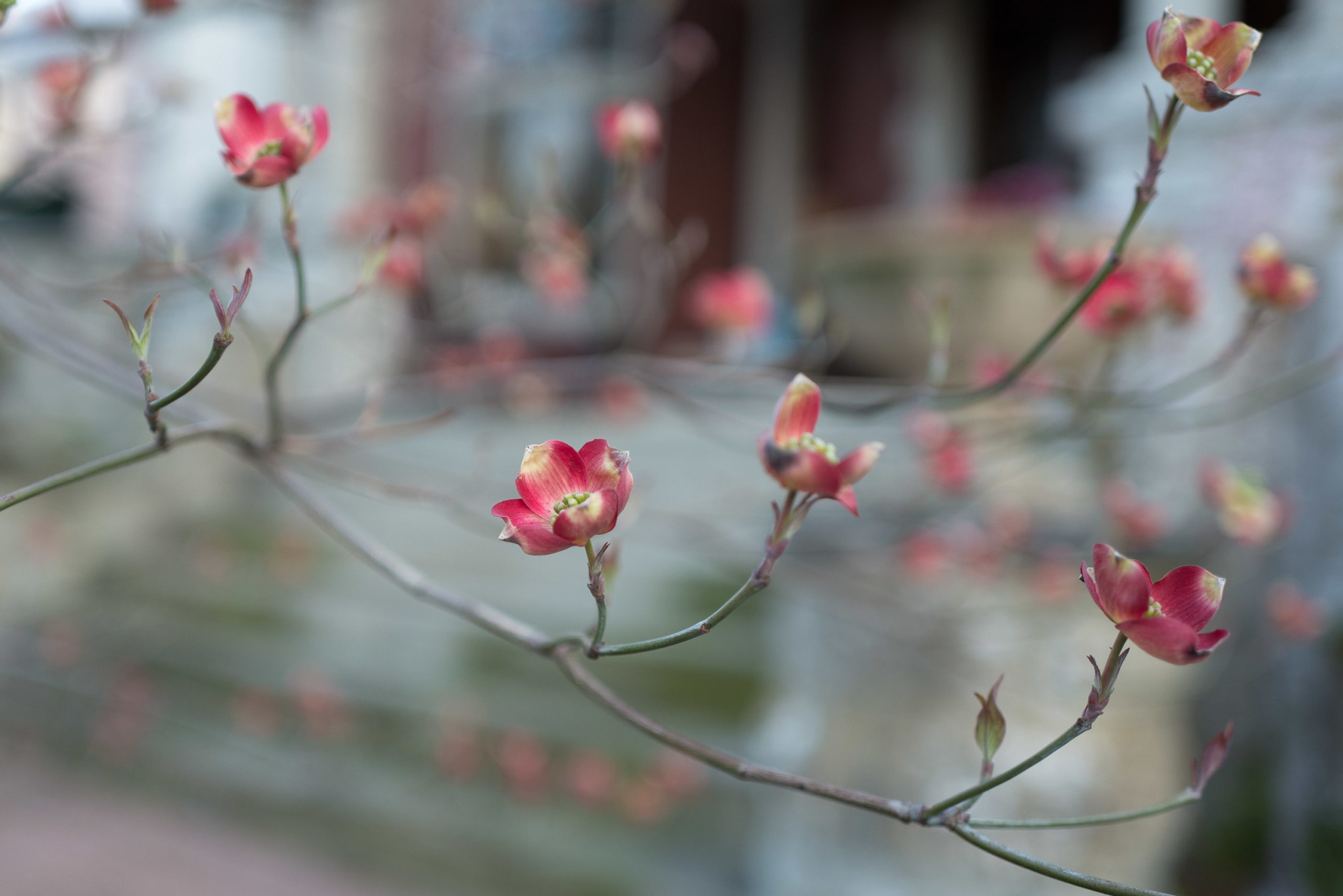 Dogwood tree in blooom