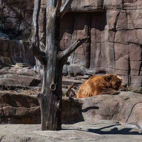 A bear, lazy on a rock at a Zoo