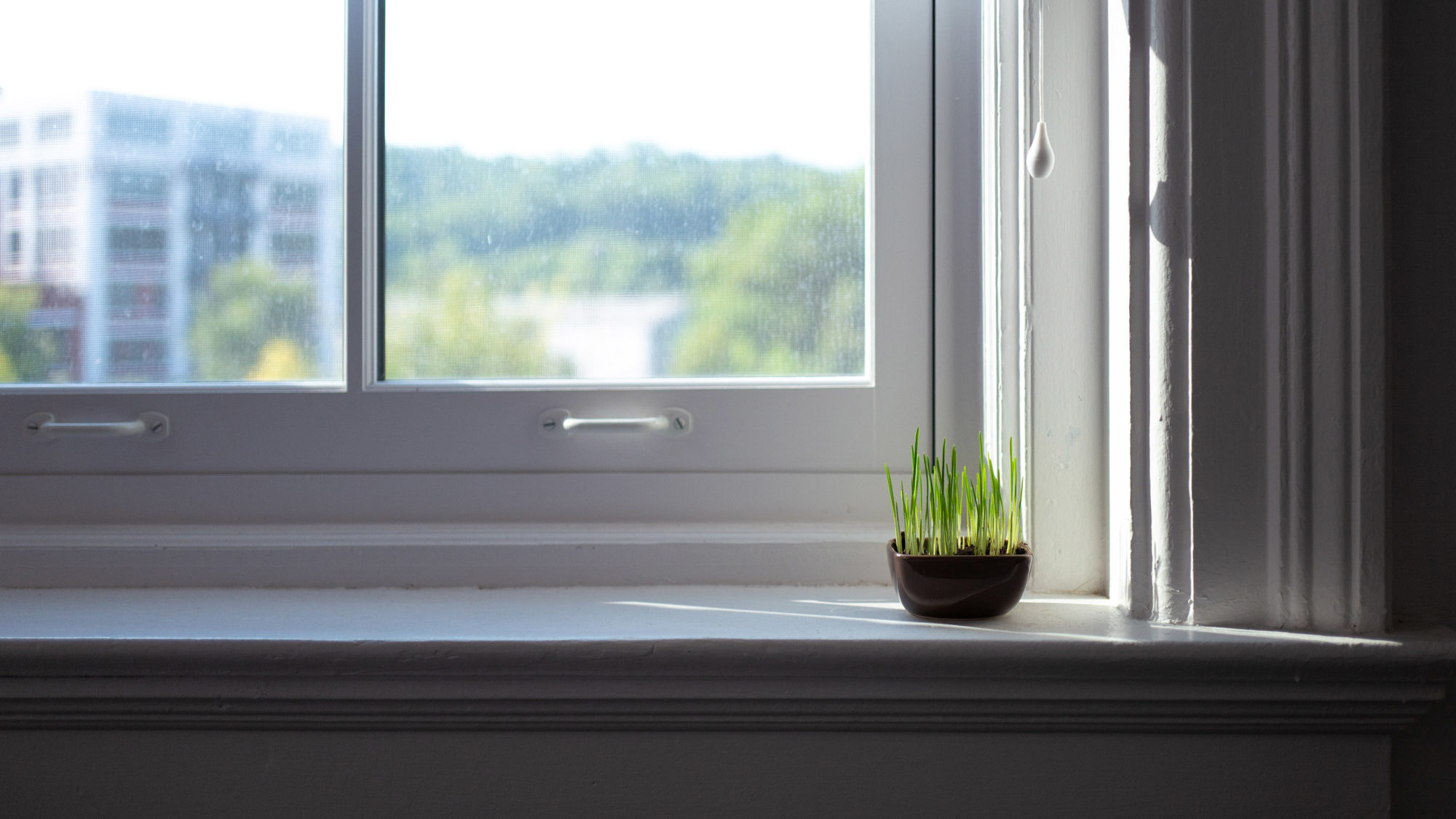 cat grass on window sill in sunlight