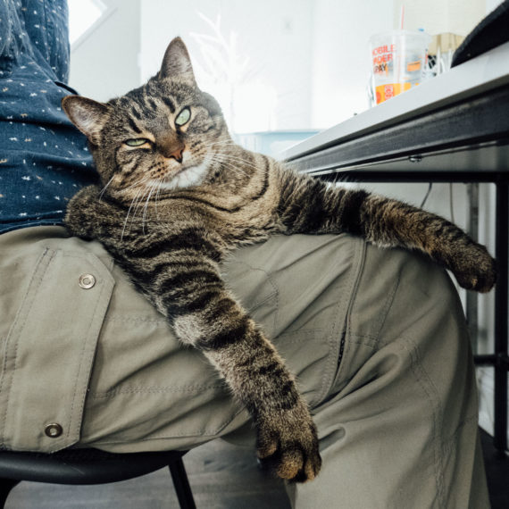 A cat lays in a lap of a person at a desk