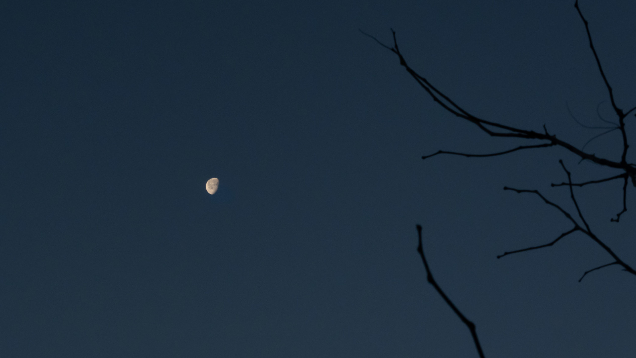 the moon from far away, with branches in the foreground