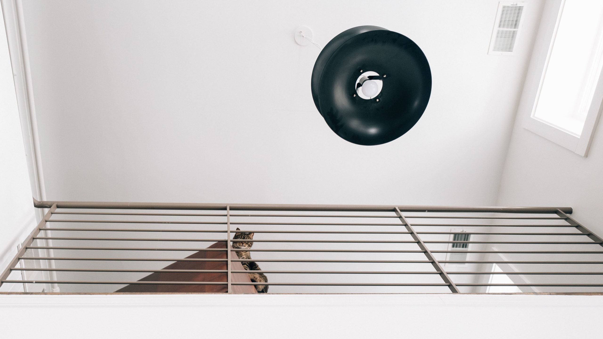 A cat peers over a railing