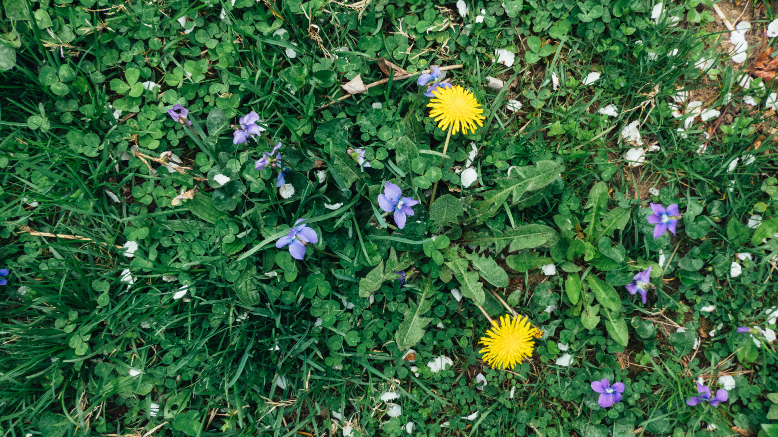 Dandelions and Violets