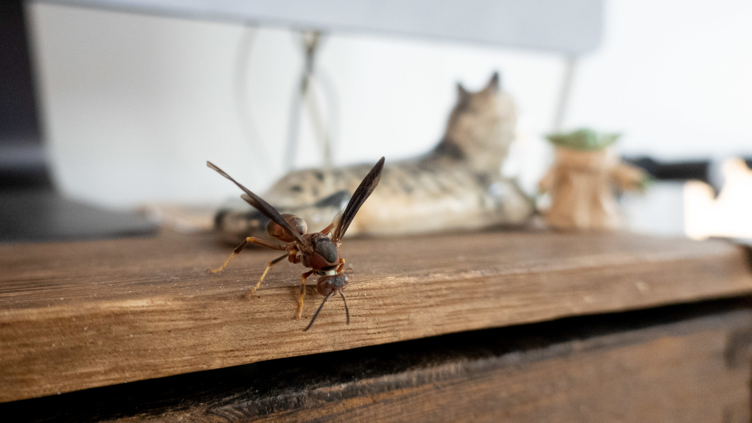 A wasp on a wooden surface