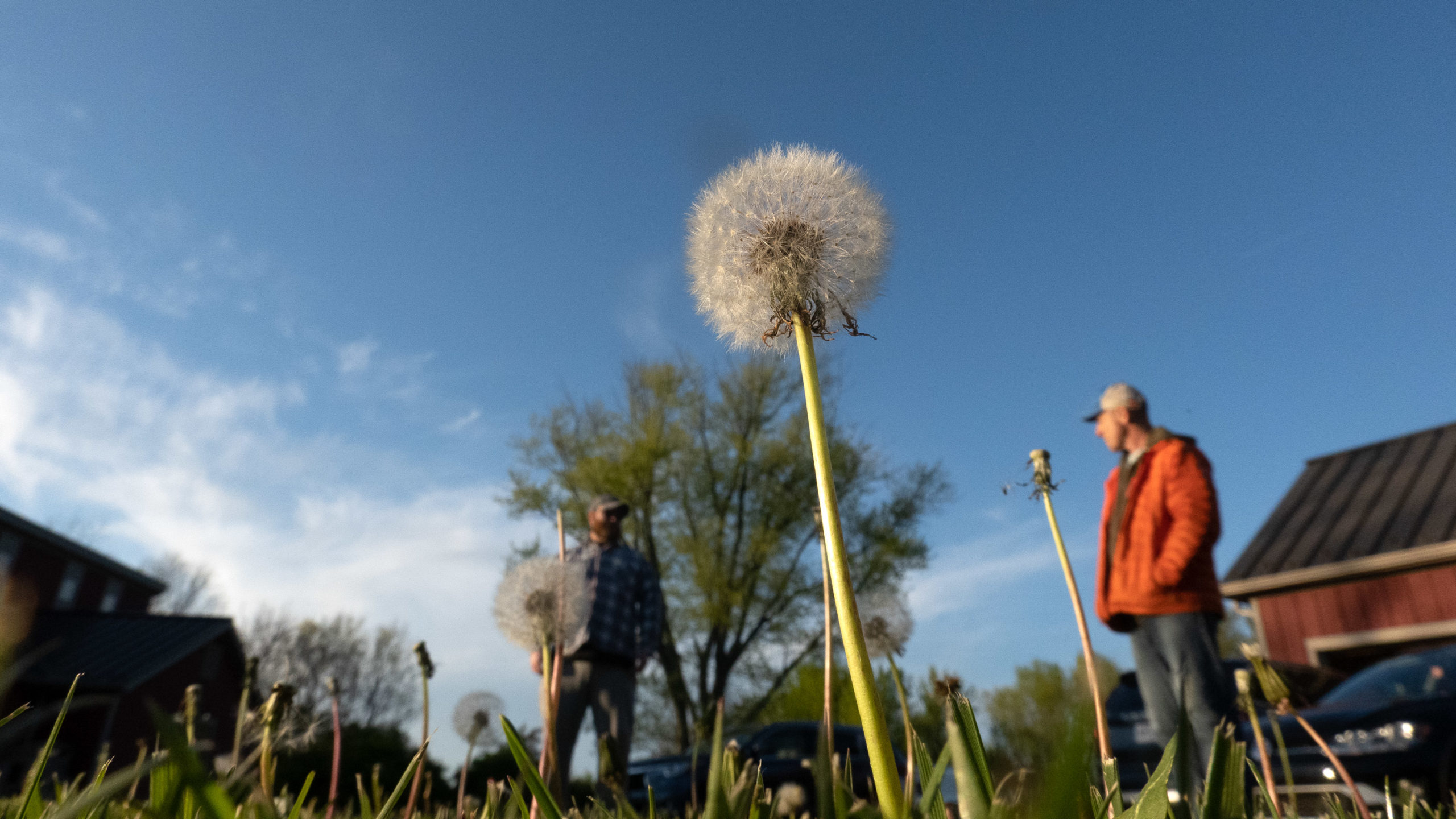 Ground level photo under a dandelion with two figures blurred in the background