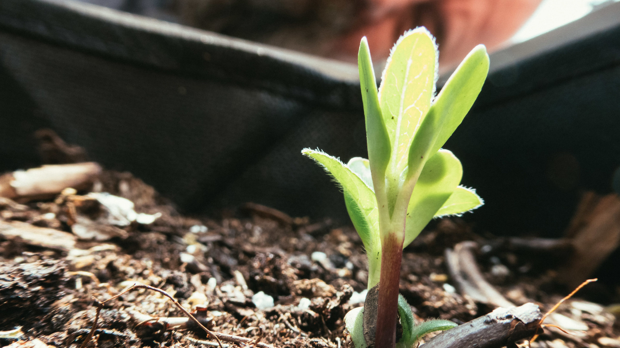 A seedling reaches for the sun