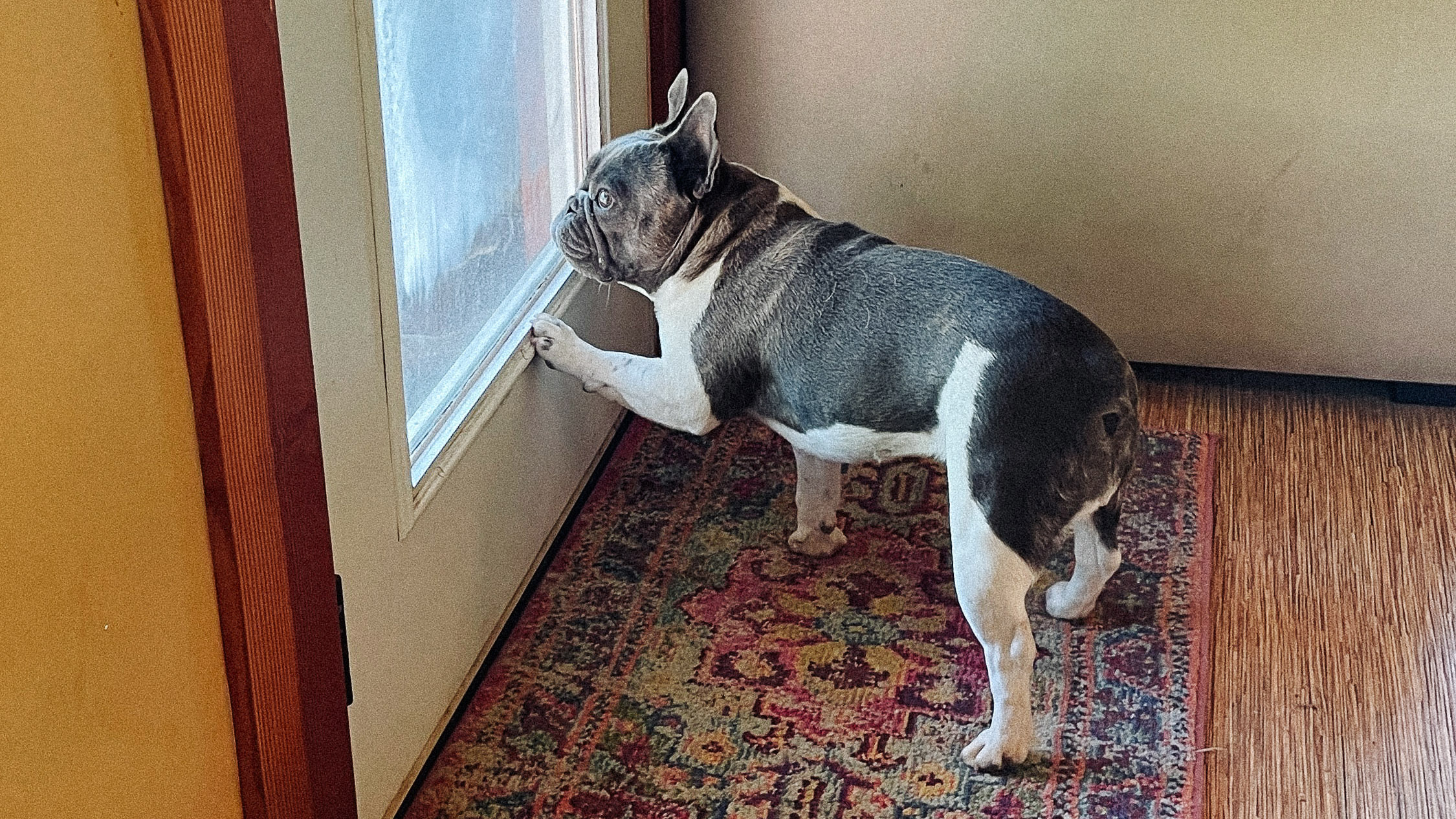 A French bulldog paws at a door