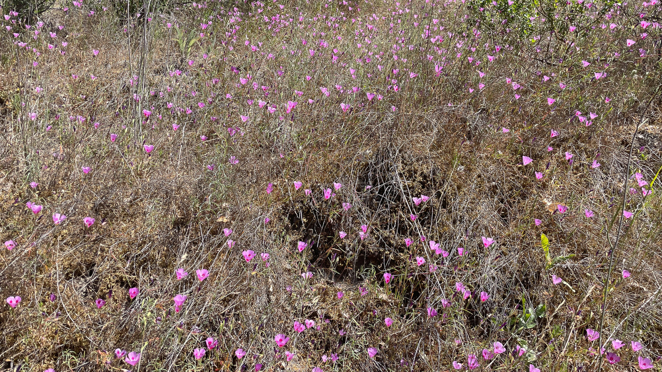 Farewell to Spring flowers