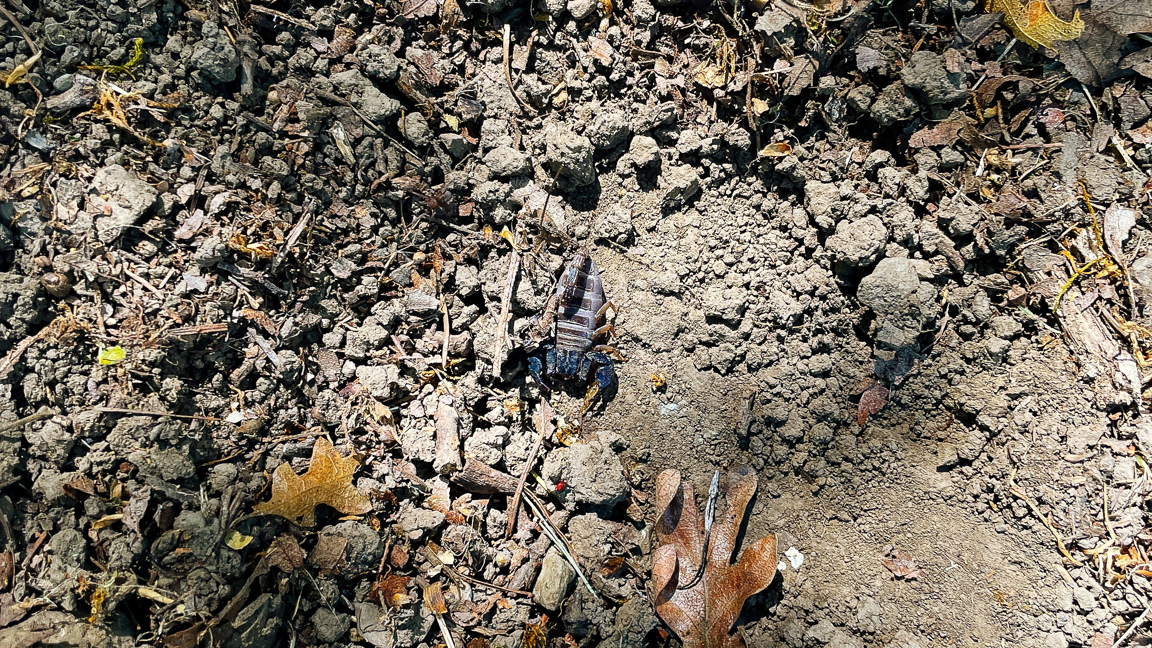 Scorpion on a dirt path