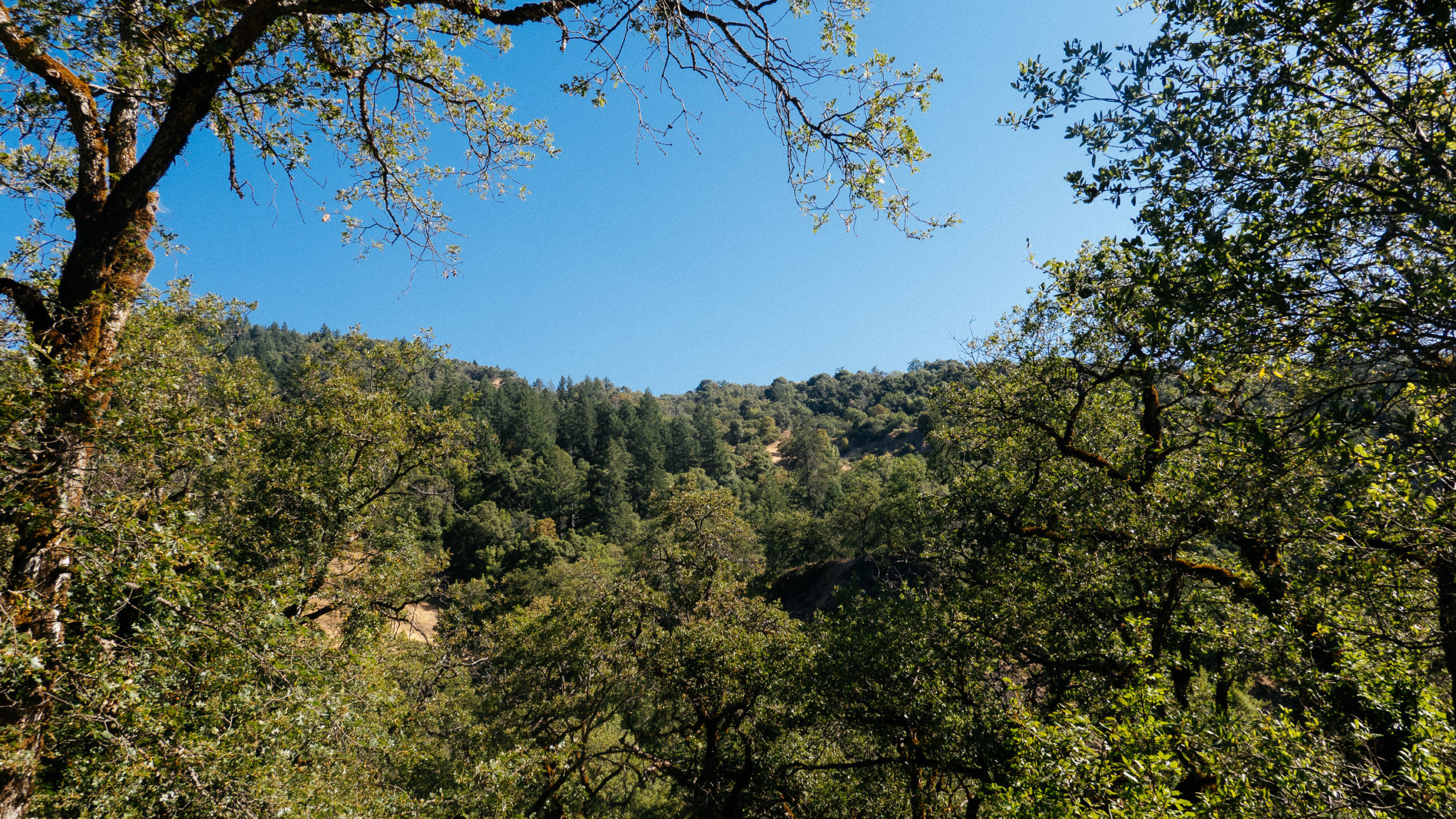 Tree covered hill and blue sky in Northern California