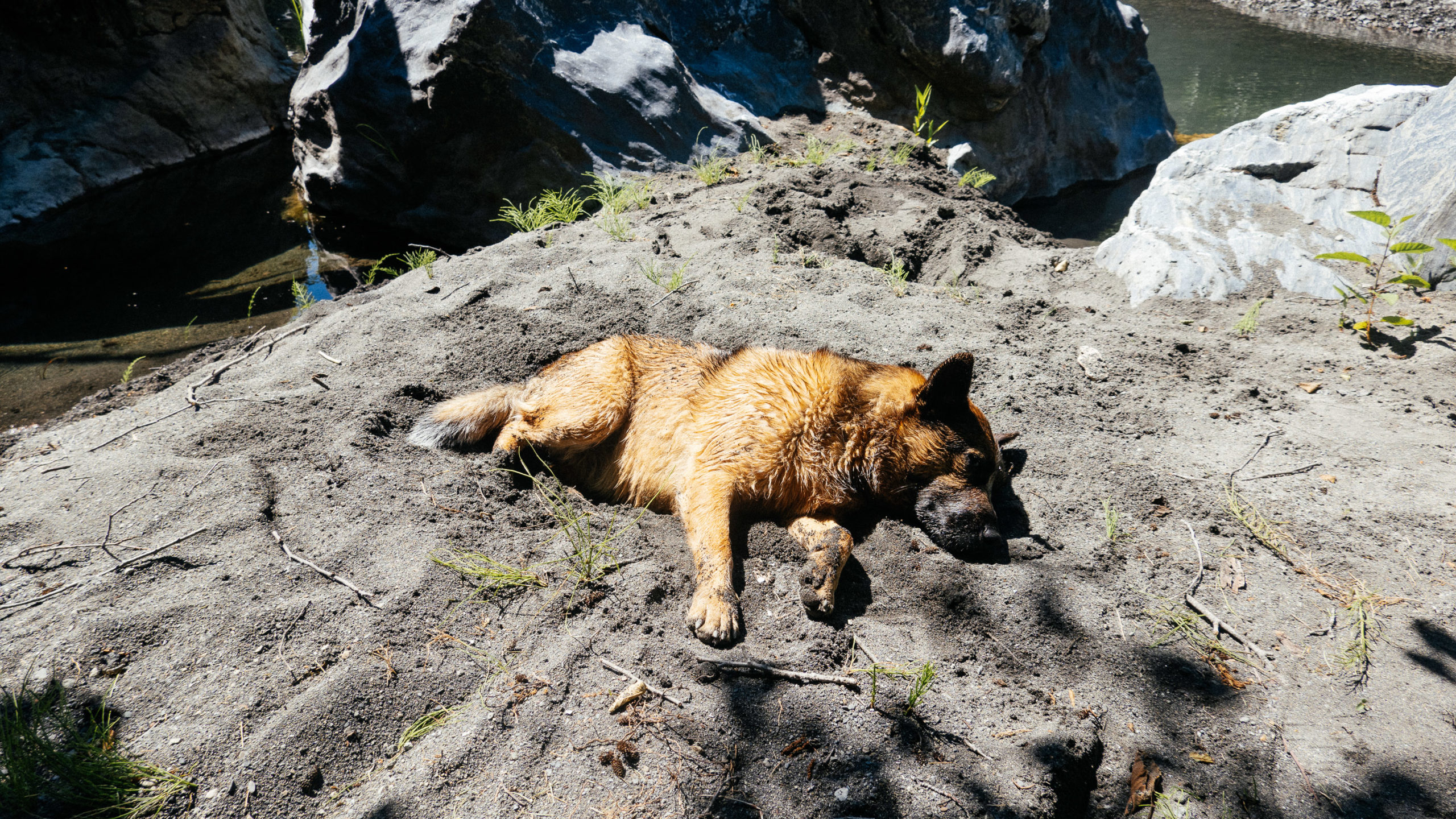 A dog lays in the sand at the side of a creek