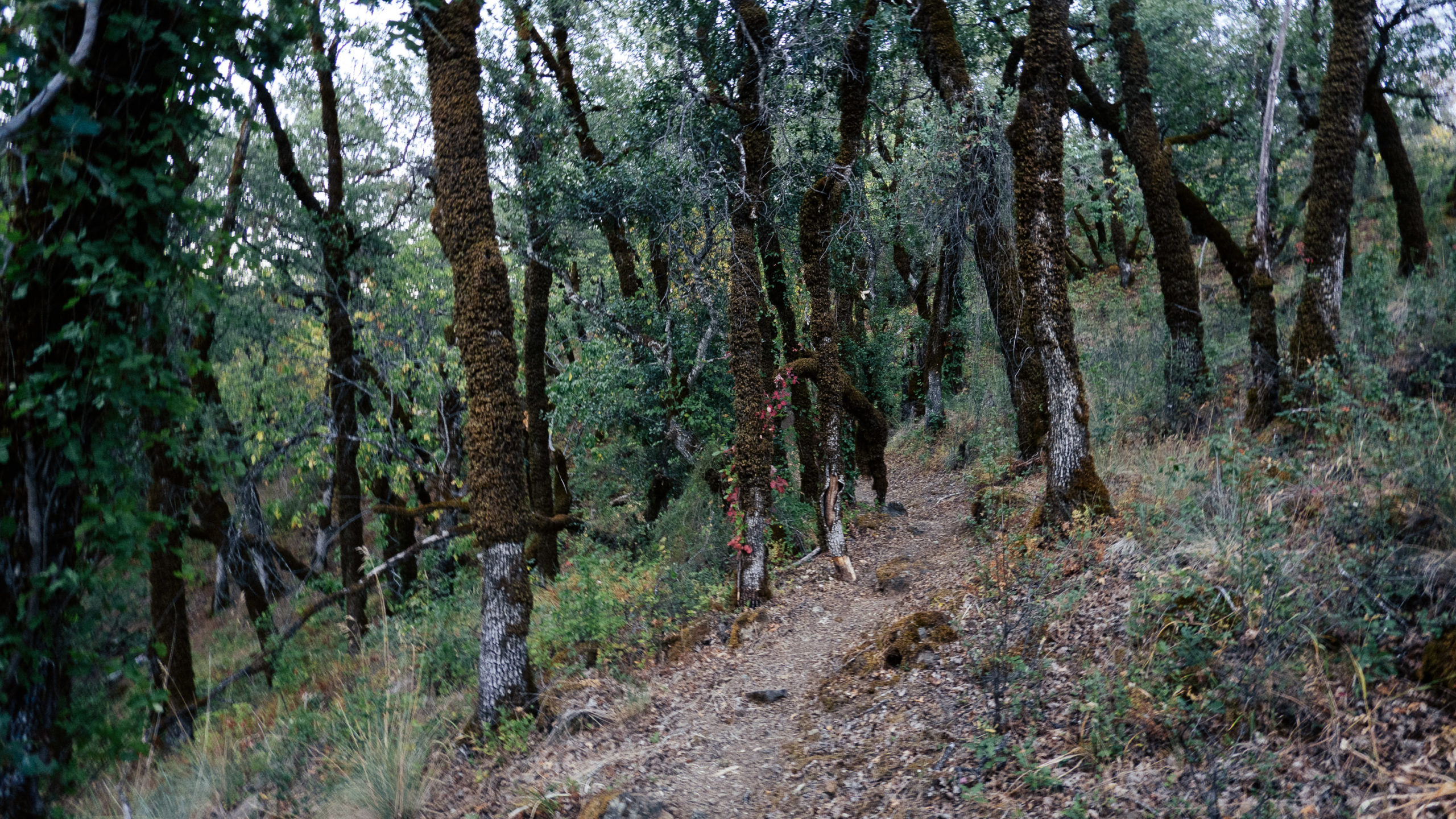 A hiking path through the woods