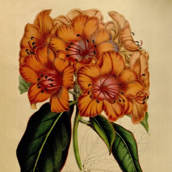 An illustration of orange flowers