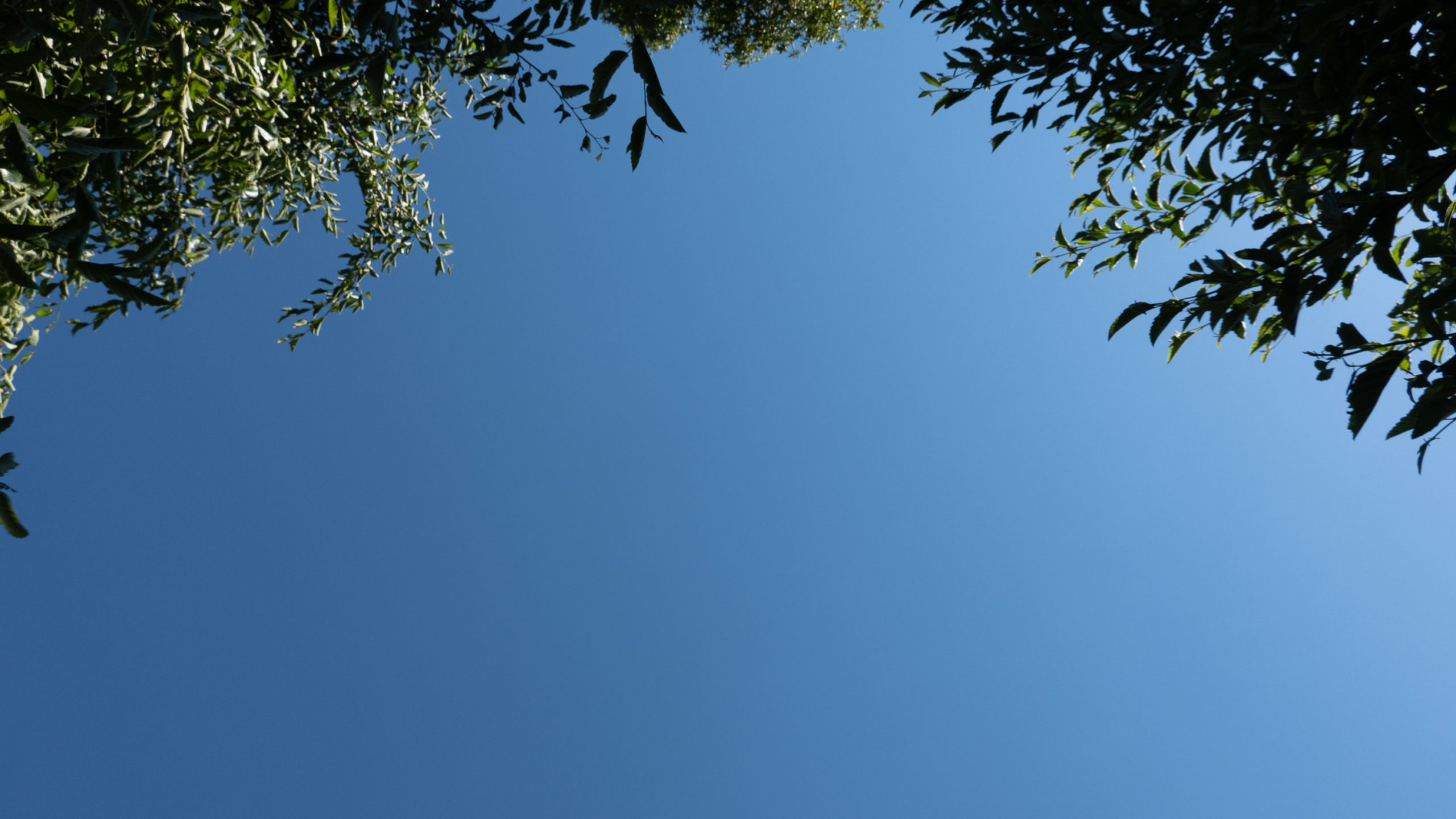 Blue skies framed by an edge of a tree canopy