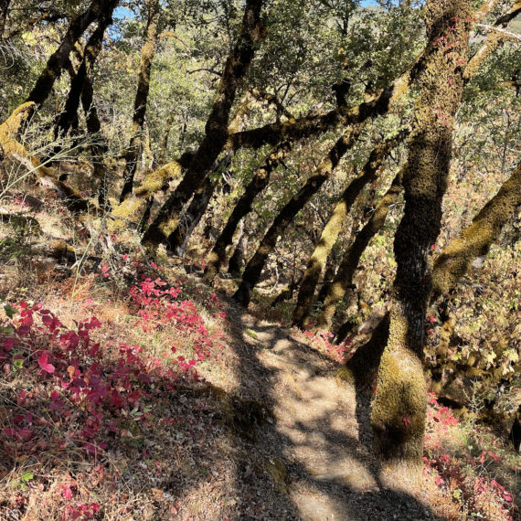 Poison oak dots a hiking path