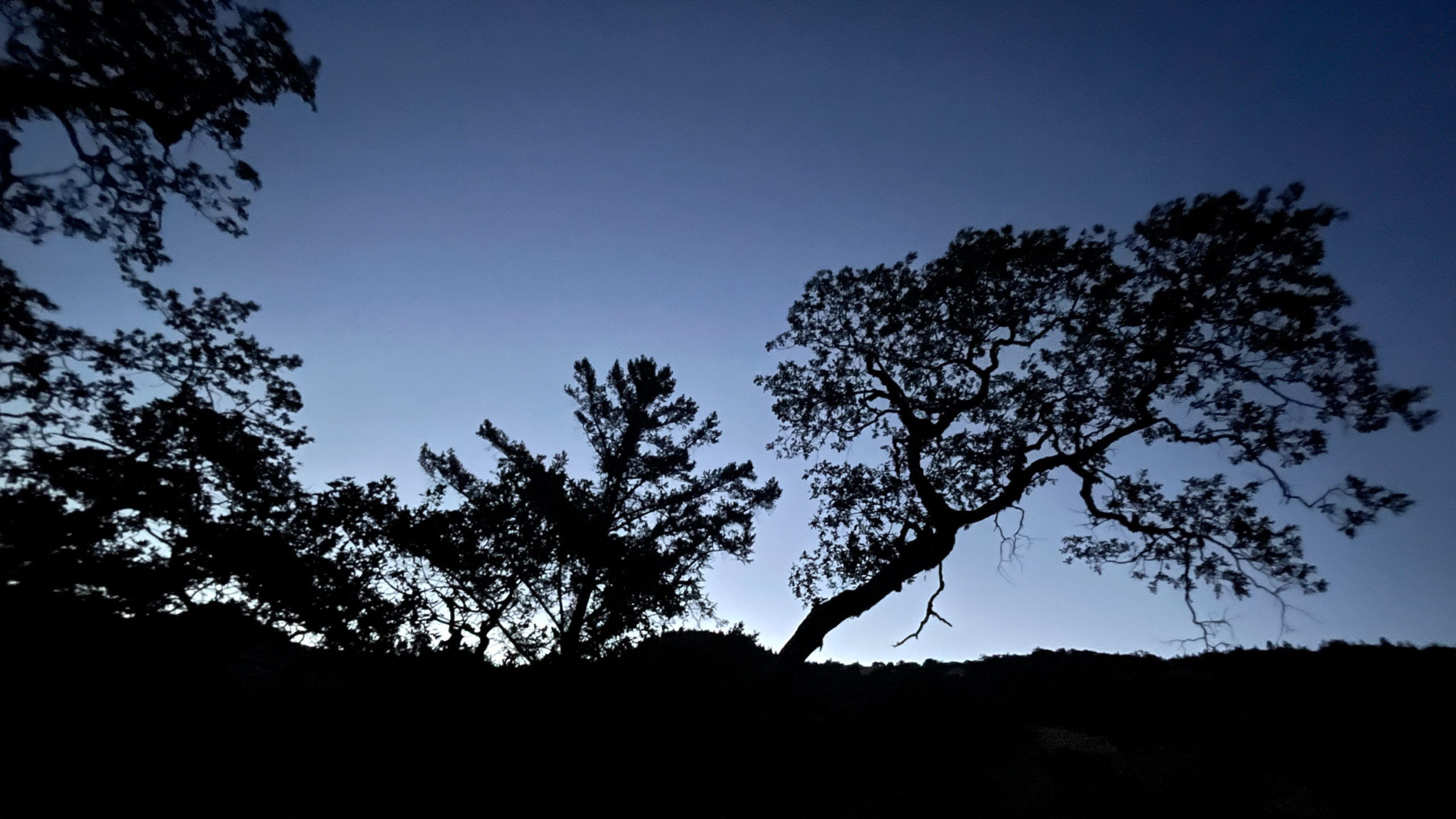 Trees against the last remants of sun against a deep blue evening sky