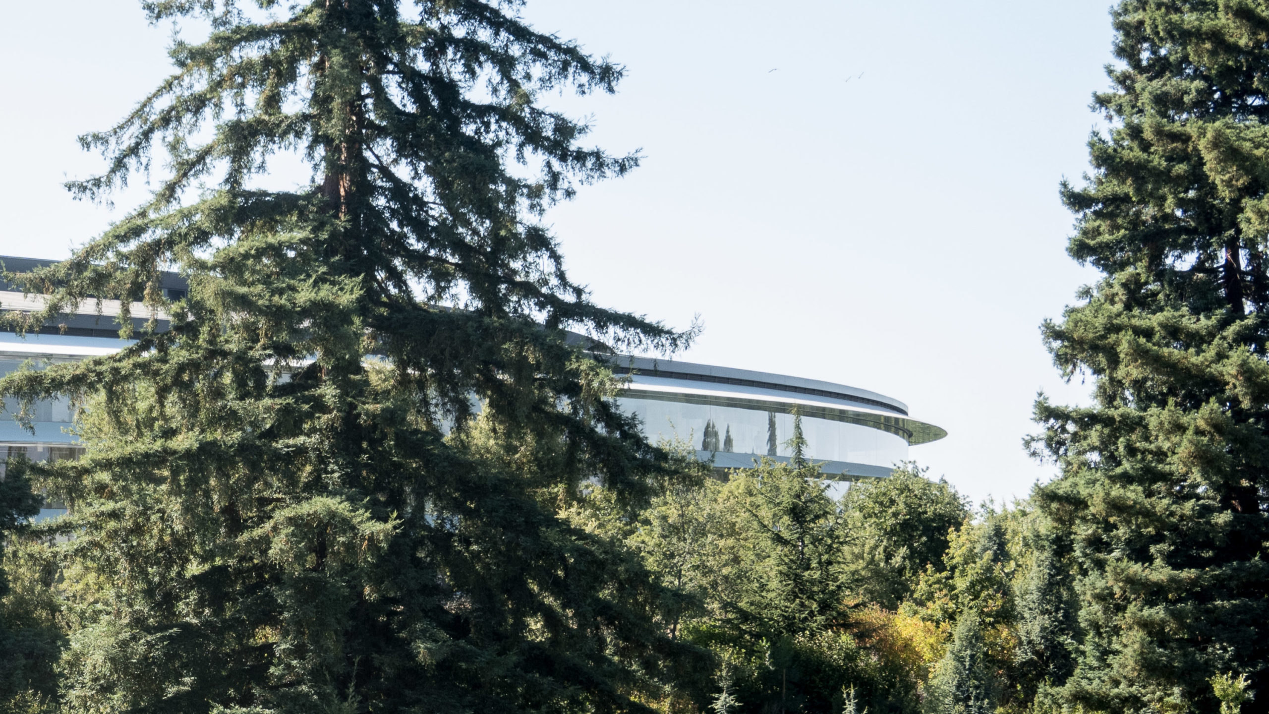 A large circular office building is partially seen through trees