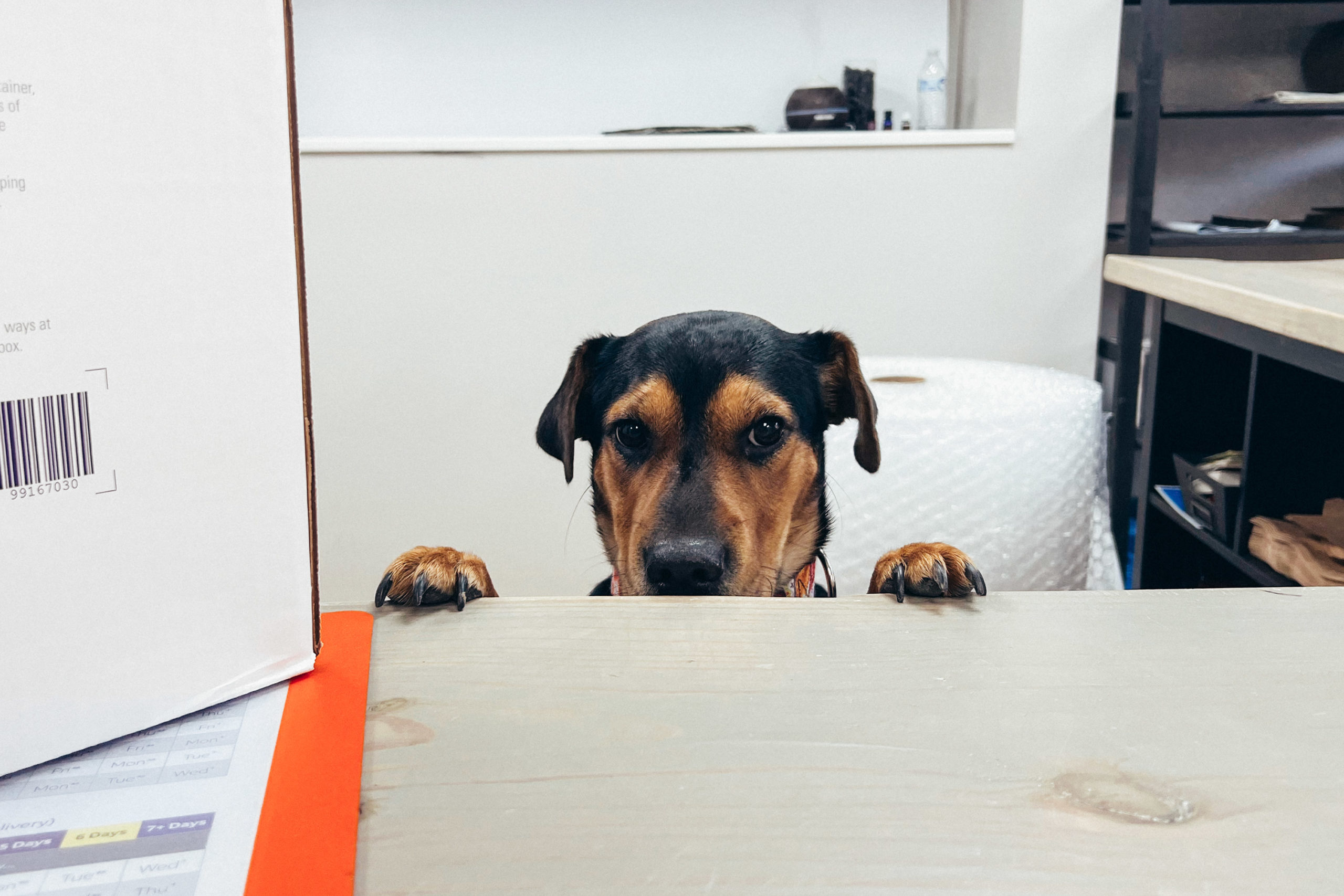 A pup looks over the counter