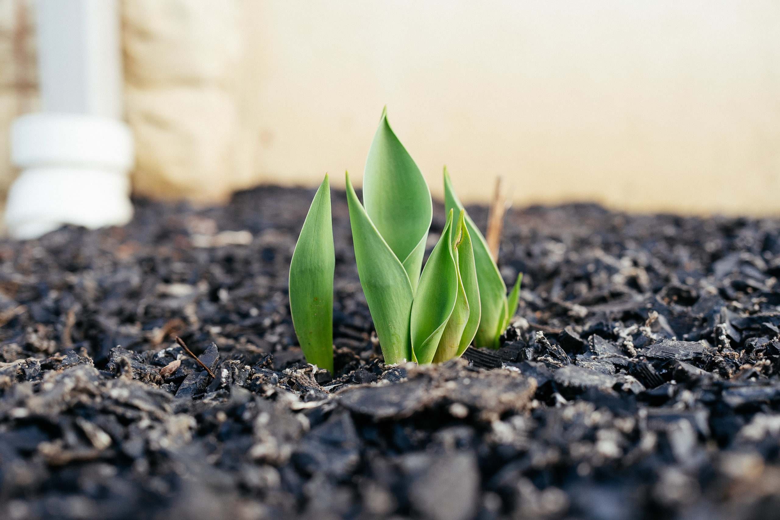 Tulip leaves break through recycled rubber mulch