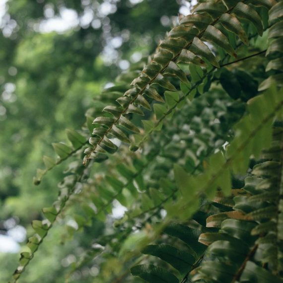 A close-up photo of a fern frond that is slightly browned