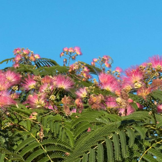 Pink blooms on a mimosa tree with fern like leaves