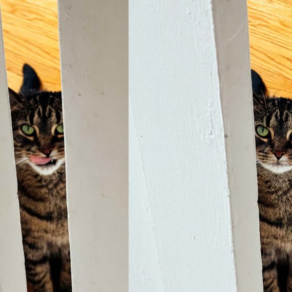 A diptych of a cat looking through a crack in an open door. In one frame she licks her lips. In the other frame she glares.