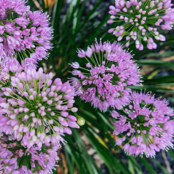 Ornamental onion with sphere shaped purple blooms on top of long green stalks