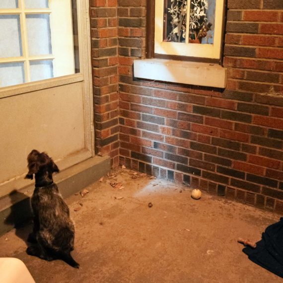 A pup waits patiently by a door on the side porch for their human to return