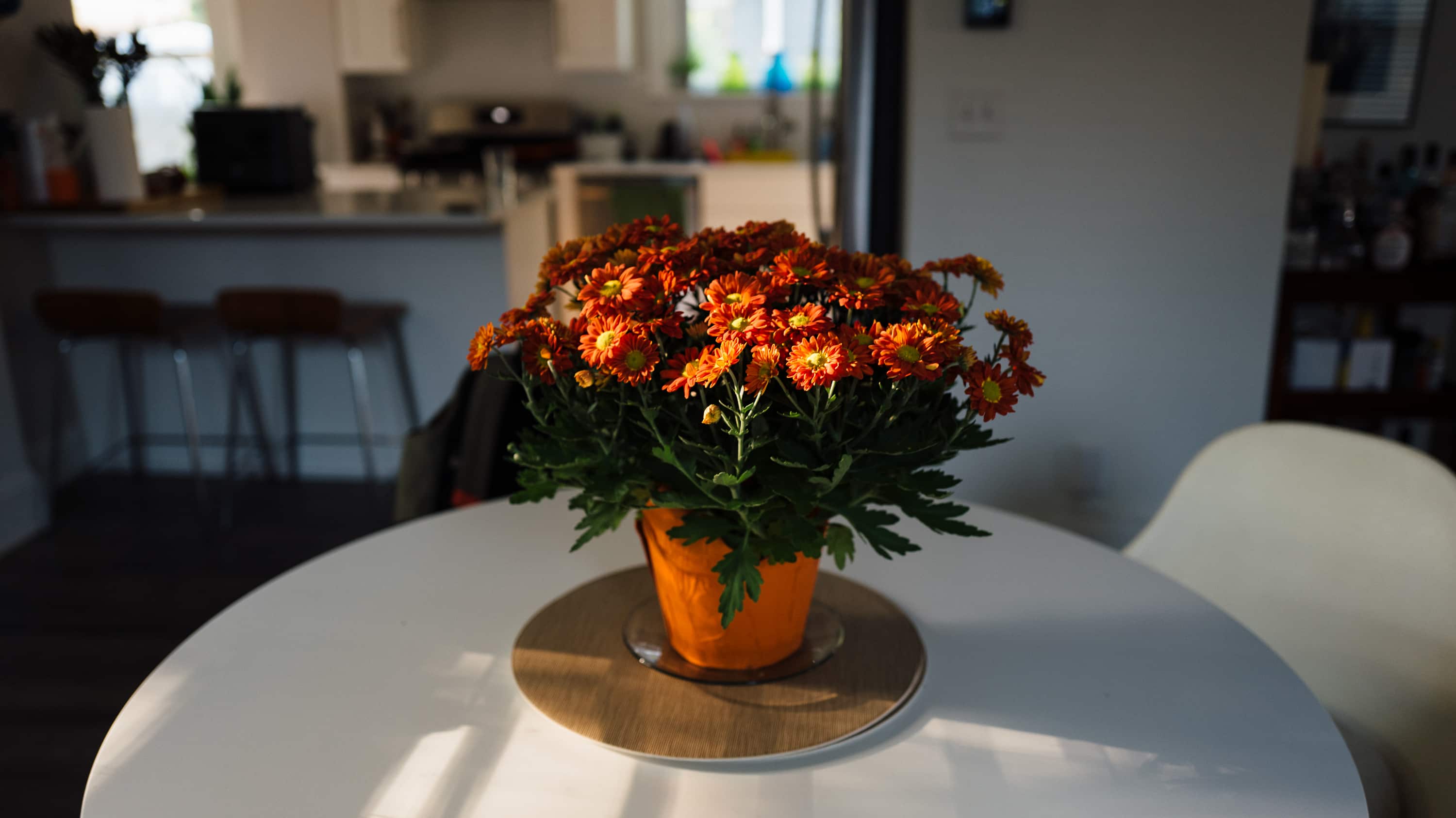 Potted red-orange mums as a centerpiece to a table