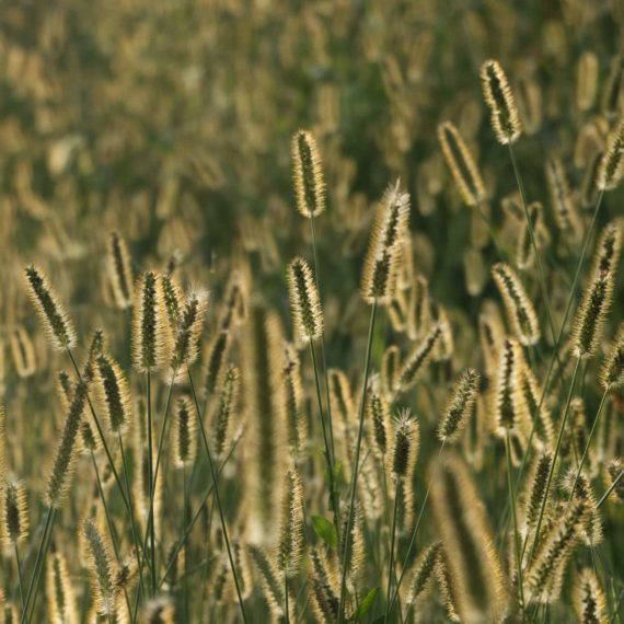 Timothy grass lit from behind at the golden hour