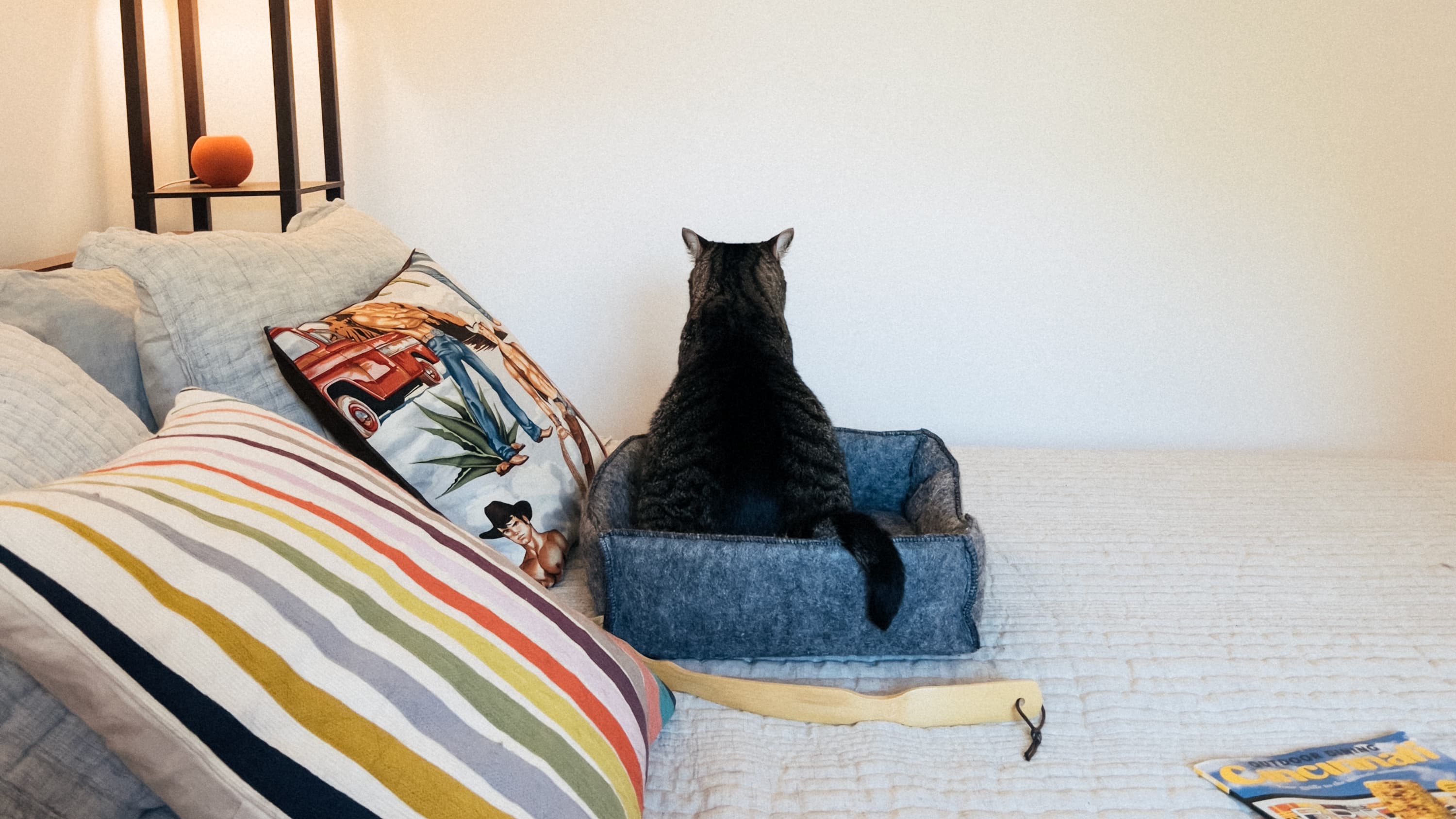 A cat sits on a bed facing away with ears pinned back in annoyance