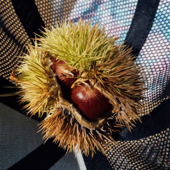 Chinese Chestnut seed pod with spikes