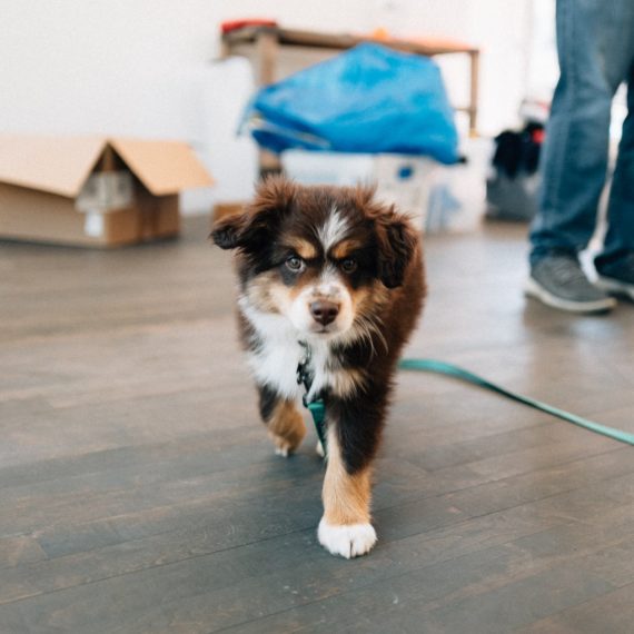 A 2 month old Mini Australian Shepherd puppy