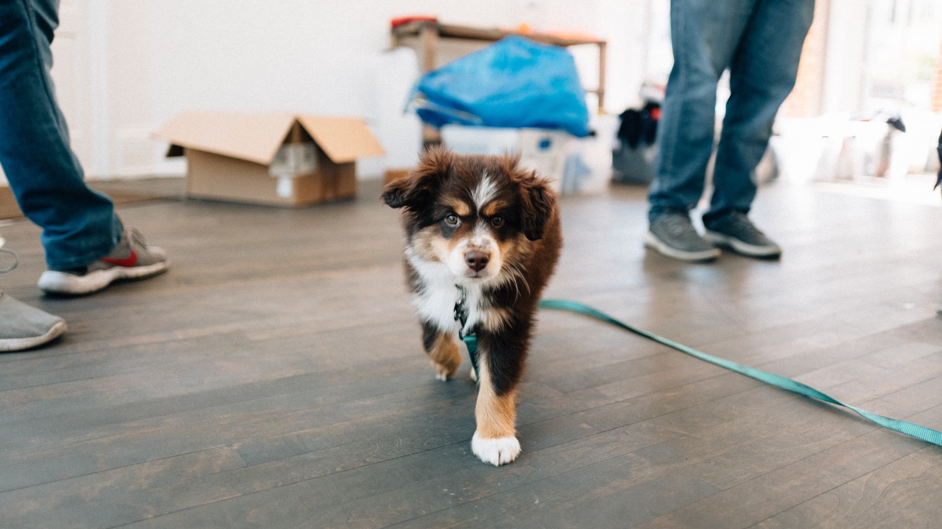 A 2 month old Mini Australian Shepherd puppy