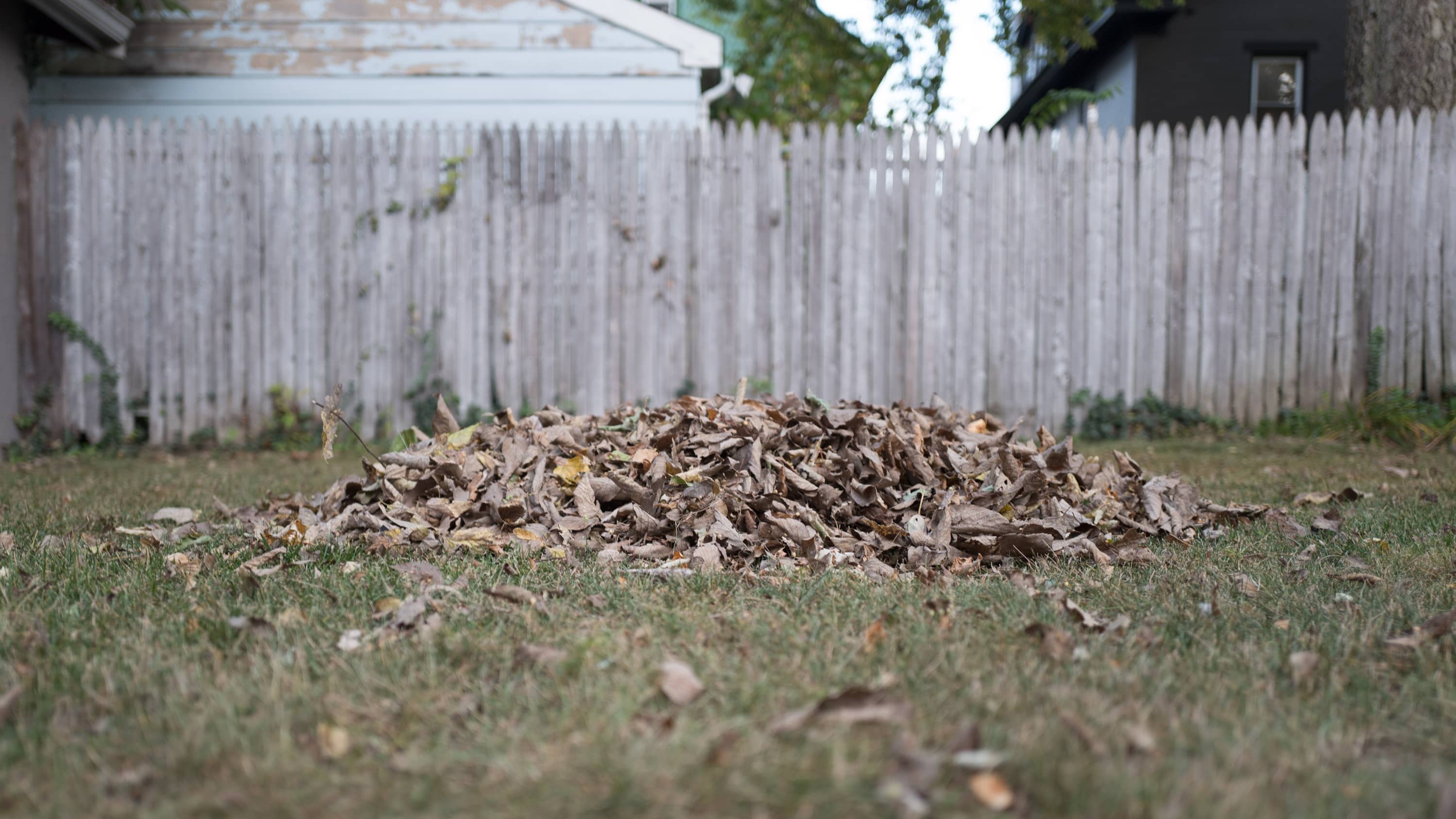 A pile of leaves in a lawn. Everything is desaturated looking but that's how it really looked.