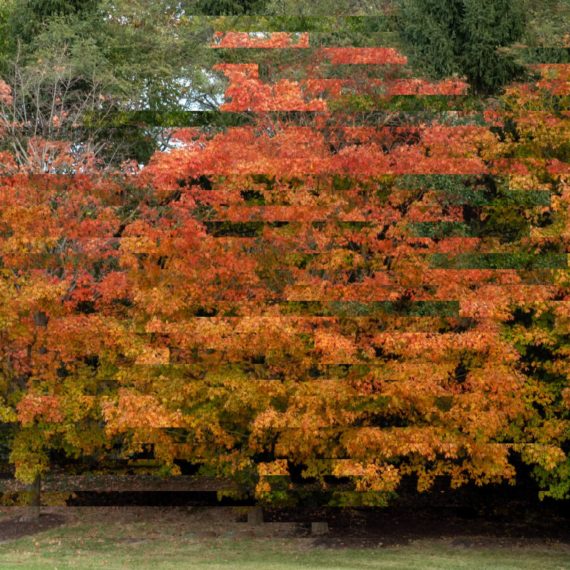 Glitched image of vibrant autumn trees