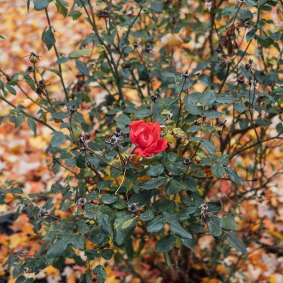 A lingering rose surrounded by autumnal leaves on the ground