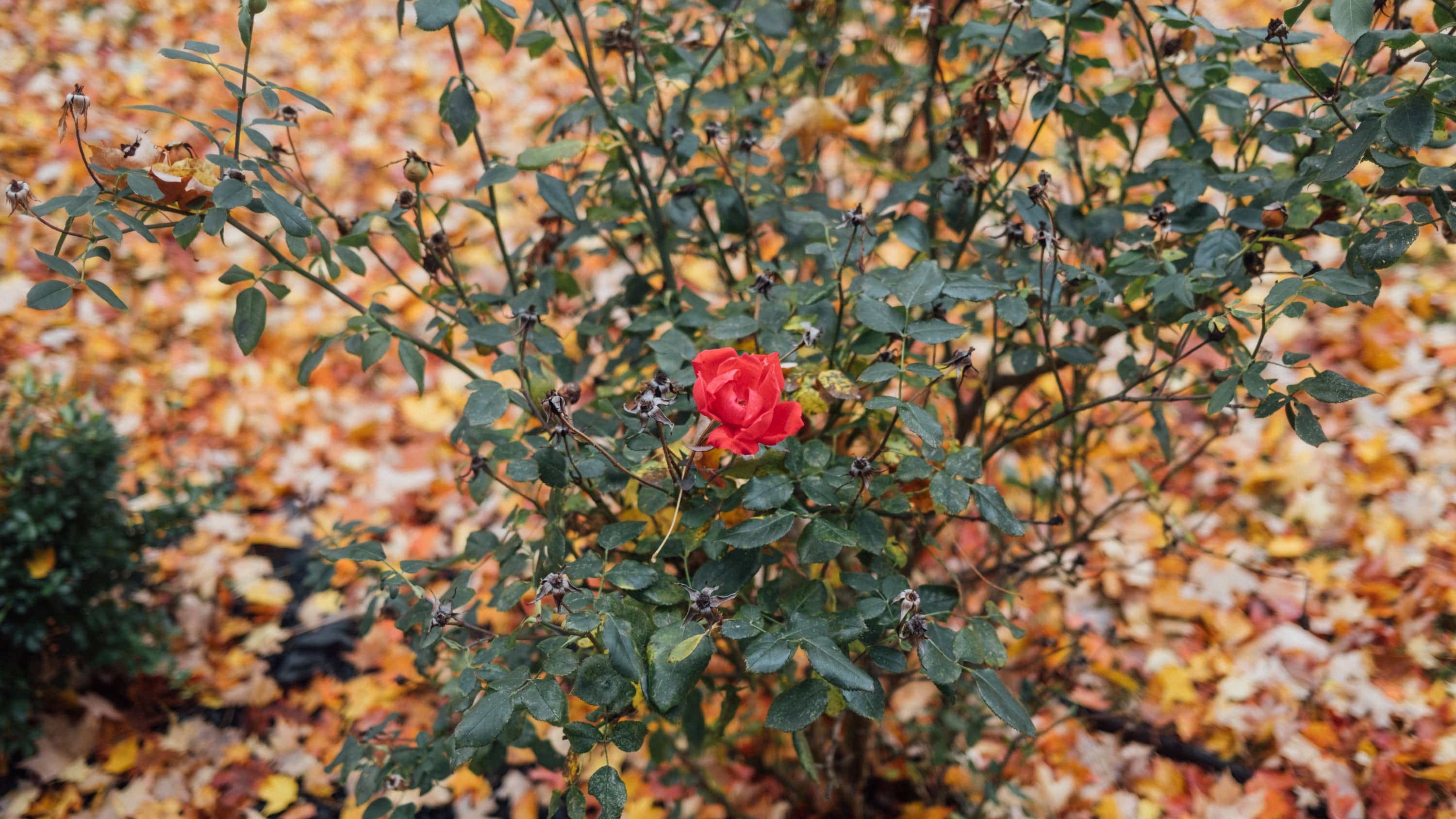 A lingering rose surrounded by autumnal leaves on the ground