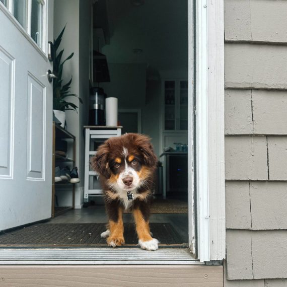 A young miniature Australian Shepherd puppy cocks his head looking out the door