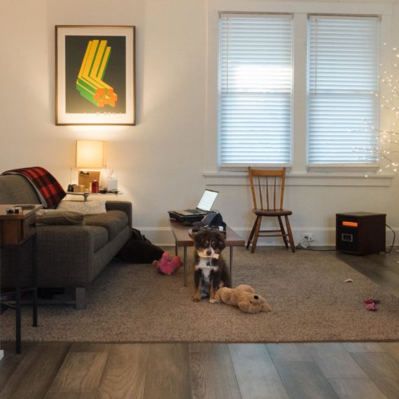 A small pup sits in a living room with a chewy bone thing in his mouth