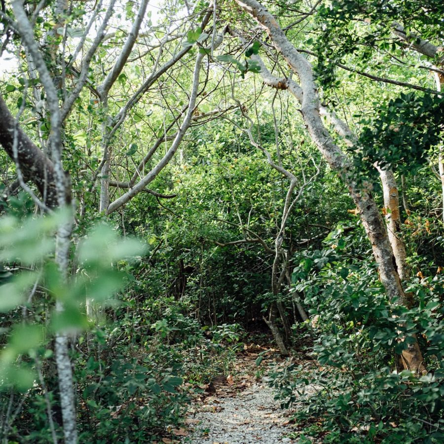 Hiking path