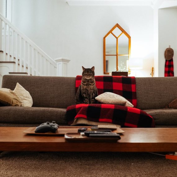 A cat sits on a couch