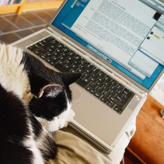 Cat on lap with laptop