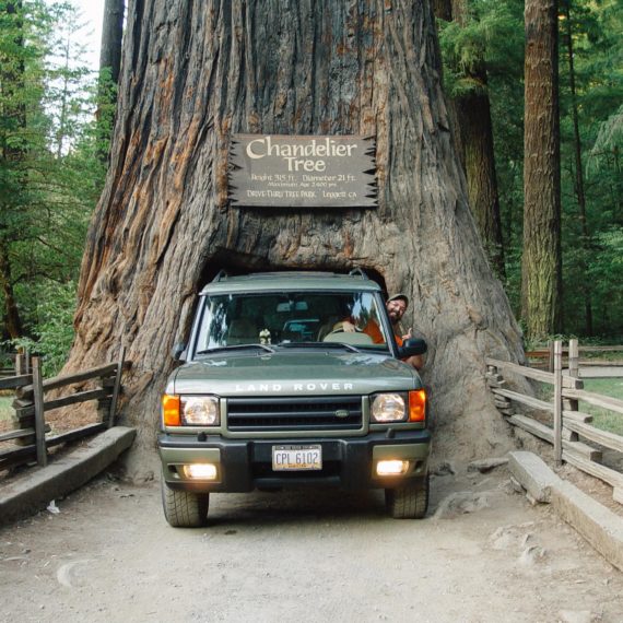 Drivng an SUV through the Chandelier Tree in Northern California