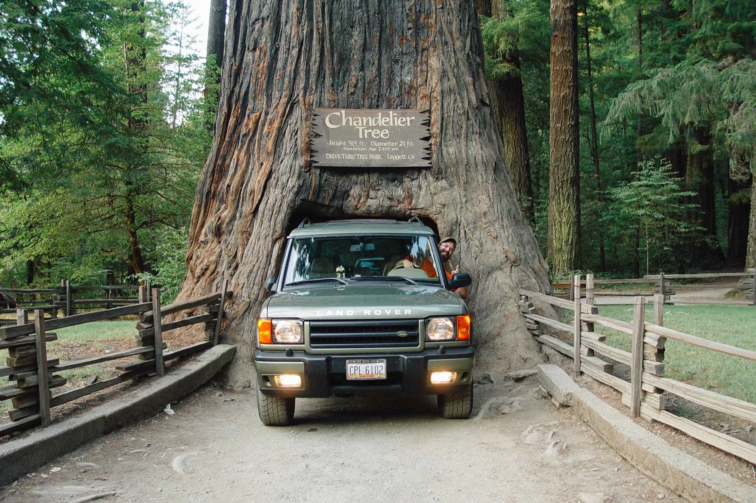 Drivng an SUV through the Chandelier Tree in Northern California