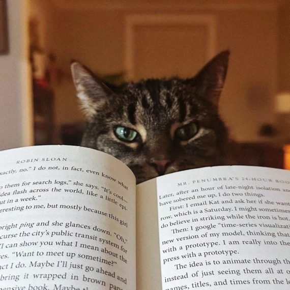 Cat peering over hardcover book