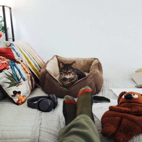 A cat asleep in a bed