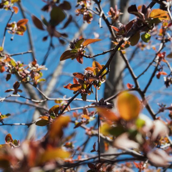 Cherry tree about to blossom