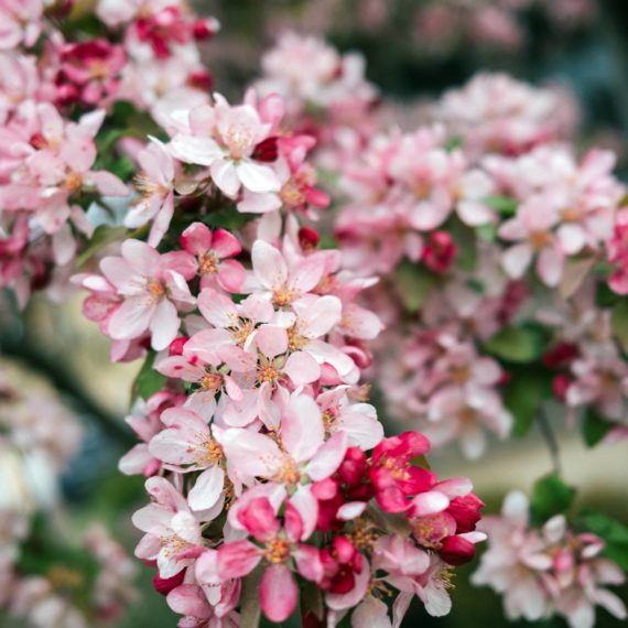 Cherry tree in bloom